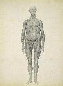 Die menschliche Figur, vordere Ansicht, aus der Serie 