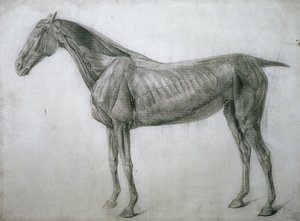 Studie der Muskeln: Ecorche-Zeichnung von der Flanke gesehen, aus der 13. Anatomischen Tafel, aus der Anatomie des Pferdes, 1766