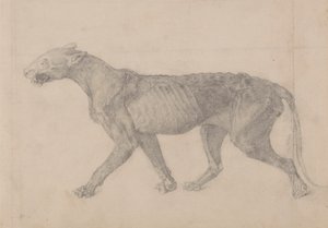 Tigerkörper, Seitenansicht (Erste von neun Zeichnungen eines anderen Tigerexemplars) von George Stubbs