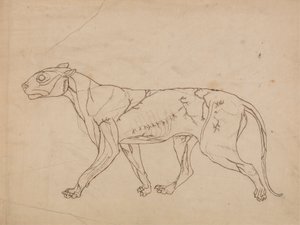 Tigerkörper, Seitenansicht (Umrissstudie der Oberflächenmuskeln und ihrer Blutversorgung, wahrscheinlich für eine Schlüsselfigur erstellt) von George Stubbs