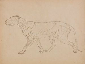 Tigerkörper, Seitenansicht (Wahrscheinlich als Grundlage für eine Schlüsselfigur erstellt) von George Stubbs