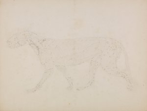 Tigerkörper, Seitenansicht von George Stubbs