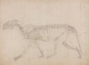 Tigerskelett, Seitenansicht (Wahrscheinlich die Hauptstudie des Skeletts) von George Stubbs