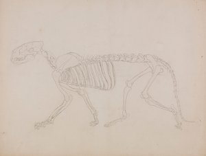 Tigerskelett, Seitenansicht von George Stubbs