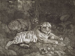 Zwei Tiger, vom Künstler graviert, veröffentlicht 1788 von George Stubbs