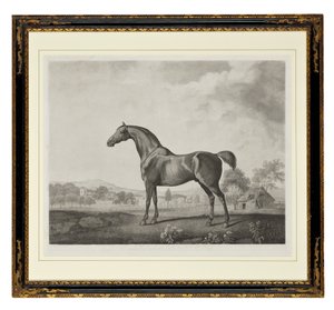 Sweetwilliam von George Townley Stubbs