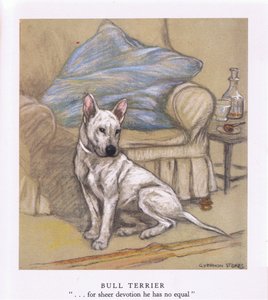 Bullterrier
