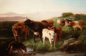 Weidende Hochlandrinder