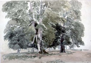 Studie von Bäumen von George the Younger Barret