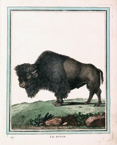 Antiker Druck des amerikanischen Büffels von Georges Louis Leclerc