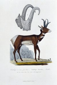Naturgeschichtstafel: Zoologische Tafel darstellend die Geißelantilope; Furcifer Antelope, Smith. a. Die Hörner in ihrer gesamten Entwicklung - in „Gesammelte Werke von Buffon“ von Naturforscher Georges Louis Leclerc, Graf von Buffon (1707-1788). Gravur. von Georges Louis Leclerc