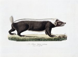 Naturgeschichtliche Tafel: Zoologische Tafel, die den Telagon, Mydaus meliceps nach Hosfield darstellt - in "Gesammelte Werke von Buffon" von Naturforscher Georges Louis Leclerc, Graf von Buffon (1707-1788). Gravur von 1837. von Georges Louis Leclerc