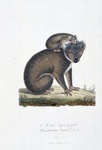 Naturgeschichtliche Tafel: Zoologische Darstellung des Koalas (nach Griffith), Phascolarctos Fuscus - in „Komplettwerke von Buffon“ von Naturforscher Georges Louis Leclerc, Graf von Buffon (1707 - 1788). Gravur von 1837 von Georges Louis Leclerc