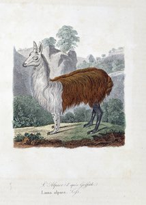 Naturgeschichtstafel: Zoologische Tafel darstellend L