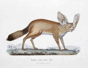 Naturgeschichtliche Tafel: Zoologische Tafel, die den Fennek, Canis zerda darstellt - in "Gesammelte Werke von Buffon" von Naturforscher Georges Louis Leclerc, Graf von Buffon (1707-1788). Gravur von 1837.