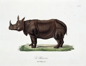 Naturgeschichtstafel: Zoologische Tafel, die das Nashorn darstellt - in „Complete Works of Buffon“ von Naturforscher Georges Louis Leclerc, Graf von Buffon (1707-1788). Gravur von 1837 von Georges Louis Leclerc