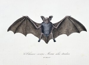Naturgeschichtliche Tafel: Zoologische Tafel, die die Fledermaus Murin mit ausgebreiteten Flügeln darstellt - in "Gesammelte Werke von Buffon" von Naturforscher Georges Louis Leclerc, Graf von Buffon (1707-1788). Gravur von 1837. von Georges Louis Leclerc