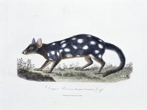 Naturgeschichtliche Tafel: Zoologische Tafel, die den Dasyure Viverrin, Dasyurus Viverrinus darstellt - in "Gesammelte Werke von Buffon" von Naturforscher Georges Louis Leclerc, Graf von Buffon (1707-1788). Gravur von 1837. von Georges Louis Leclerc