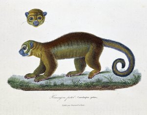 Naturgeschichtstafel: Zoologische Tafel, die den Kinkajou Potot, Cercoleptes potos darstellt - in „Gesammelte Werke von Buffon“ von Naturforscher Georges Louis Leclerc, Graf von Buffon (1707 - 1788). Gravur von 1837.
