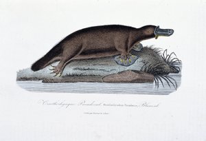 Naturgeschichtstafel: Zoologische Tafel darstellend das Schnabeltier (Ornithorhynchus paradoxus), Blumenb - in „Werke von Buffon“ von Naturforscher Georges Louis Leclerc, Graf von Buffon (1707-1788). Gravur von 1837. von Georges Louis Leclerc