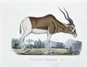 Naturgeschichtliche Tafel: Zoologische Tafel, die die Gibbosa-Antilope, Savi darstellt - in "Gesammelte Werke von Buffon" von Naturforscher Georges Louis Leclerc, Graf von Buffon (1707-1788). Gravur von 1837. von Georges Louis Leclerc