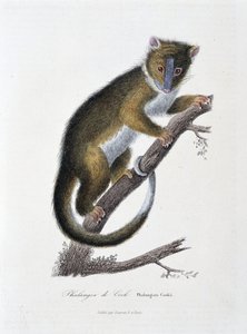 Naturgeschichtstafel: Zoologische Tafel, die den Phalanger von Cook darstellt (Phalangista Cookii) - in „Works of Buffon“ von Naturforscher Georges Louis Leclerc, Graf von Buffon (1707-1788). Gravur von 1837 von Georges Louis Leclerc