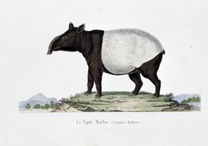 Naturgeschichtliche Tafel: Zoologische Tafel, die den Tapir Maiba (Tapirus Indicus) darstellt - in "Werke von Buffon" von Naturforscher Georges Louis Leclerc, Graf von Buffon (1707-1788). Gravur von 1837.