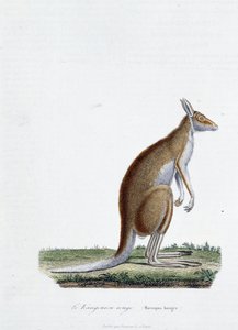 Naturgeschichtliche Tafel: Zoologische Darstellung des Roten Kängurus in „Komplettwerke von Buffon“ von Naturforscher Georges Louis Leclerc, Graf von Buffon (1707 - 1788). Gravur von 1837 von Georges Louis Leclerc