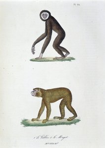 Naturgeschichtstafel: Zoologische Tafel darstellend 1. Der Gibbon und 2. Der Magot - in „Gesammelte Werke von Buffon“ von Naturforscher Georges Louis Leclerc, Graf von Buffon (1707-1788). Gravur von 1837. von Georges Louis Leclerc