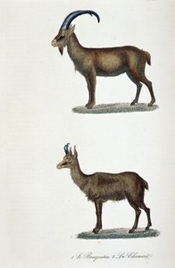 Naturgeschichtstafel: Zoologische Tafel, die 1. den Steinbock und 2. die Gämse darstellt - in „Gesammelte Werke von Buffon“ von Naturforscher Georges Louis Leclerc, Graf von Buffon (1707 - 1788). Gravur von 1837. von Georges Louis Leclerc