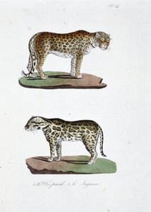 Naturgeschichtliche Tafel: Zoologische Tafel, die 1. den Leoparden und 2. den Jaguar darstellt - in "Gesammelte Werke von Buffon" von Naturforscher Georges Louis Leclerc, Graf von Buffon (1707-1788). Gravur von 1837. von Georges Louis Leclerc