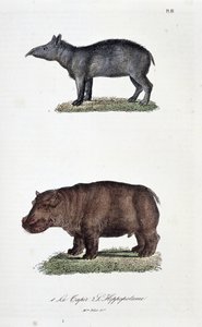 Naturgeschichtstafel: Zoologische Tafel, die 1. den Tapir und 2. das Flusspferd darstellt - in „Gesammelte Werke von Buffon“ von Naturforscher Georges Louis Leclerc, Graf von Buffon (1707 - 1788). Gravur von 1837.