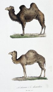 Naturgeschichtliche Tafel: Zoologische Tafel, die 1. Das Kamel und 2. Das Dromedar darstellt - in „Gesammelte Werke von Buffon“ von Naturforscher Georges Louis Leclerc, Graf von Buffon (1707 - 1788). Gravur von 1837 von Georges Louis Leclerc