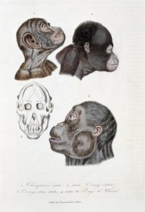 Naturgeschichtstafel: Zoologische Tafel, die 1. jungen Schimpansen; 2. jungen Orang-Utan (Orang-Utan, Orang-Outang, Orang-Utang); 3. erwachsenen Orang-Utan; 4. Schädel des Pongo de Wurmb darstellt - in „Complete Works of Buffon“ von Naturforscher Georges L von Georges Louis Leclerc