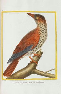 Naturgeschichte. Vögel. Beleuchtete Tafeln, 1782 von Georges Louis Leclerc de Buffon