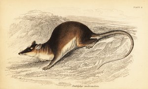 Braune Vieraugenbeutelratte, Metachirus nudicaudatus von Georges Robert Waterhouse
