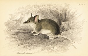 Gewöhnlicher Dunnart, Sminthopsis murina von Georges Robert Waterhouse