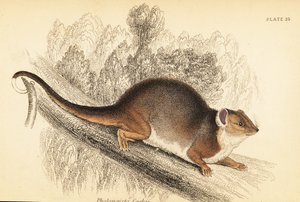 Gewöhnlicher Ringbeutler, Pseudocheirus peregrinus (Gravur) von Georges Robert Waterhouse