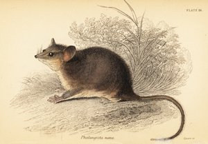 Östlicher Zwergbeutler, Cercartetus nanus (Gravur) von Georges Robert Waterhouse