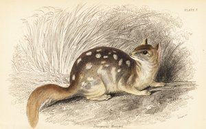 Östlicher Quoll, Dasyurus viverrinus. Gefährdet