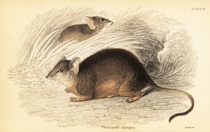 Mardo oder Gelbfuß-Ameisenbeutler, Antechinus flavipes, 1841 (Gravur) von Georges Robert Waterhouse