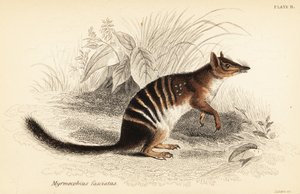 Numbat, Myrmecobius fasciatus, gefährdet von Georges Robert Waterhouse
