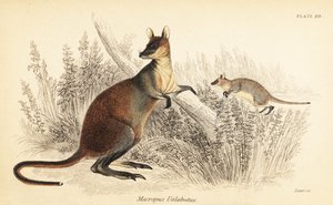 Sumpfwallaby, Wallabia bicolor (Stich) von Georges Robert Waterhouse