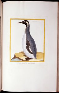 Ein Pinguin, Falklandinseln, aus "Histoire Naturelle des Oiseaux", 1770-86 von Georges de Buffon
