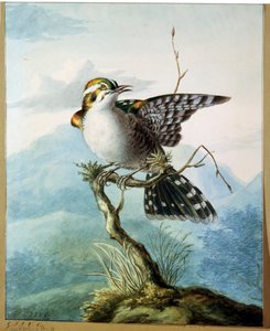 Ein kleiner Vogel, 1798 von Georgius Jacobus Johannes van Os
