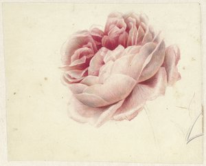Rote Rose
