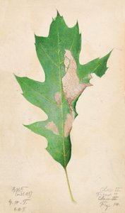 Eichenblatt-Randraupe, frühes 20. Jahrhundert von Gerald H. Thayer