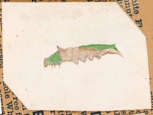 Eichenblatt-Randraupe..., frühes 20. Jahrhundert von Gerald H. Thayer
