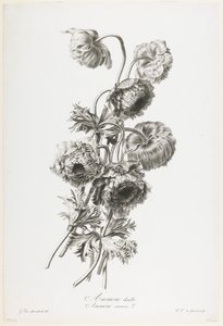 Doppelte Anemone, aus Fleurs Dessinees d