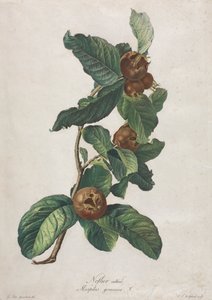 Kultur-Mispel (Mespilus germanica) von Gerard van Spaendonck